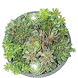 Live Sempervivum Planter Bowl, Sempervivum Succulents Plants, Hens and Chicks Succulent Plants, Sempervivum Plants Succulent