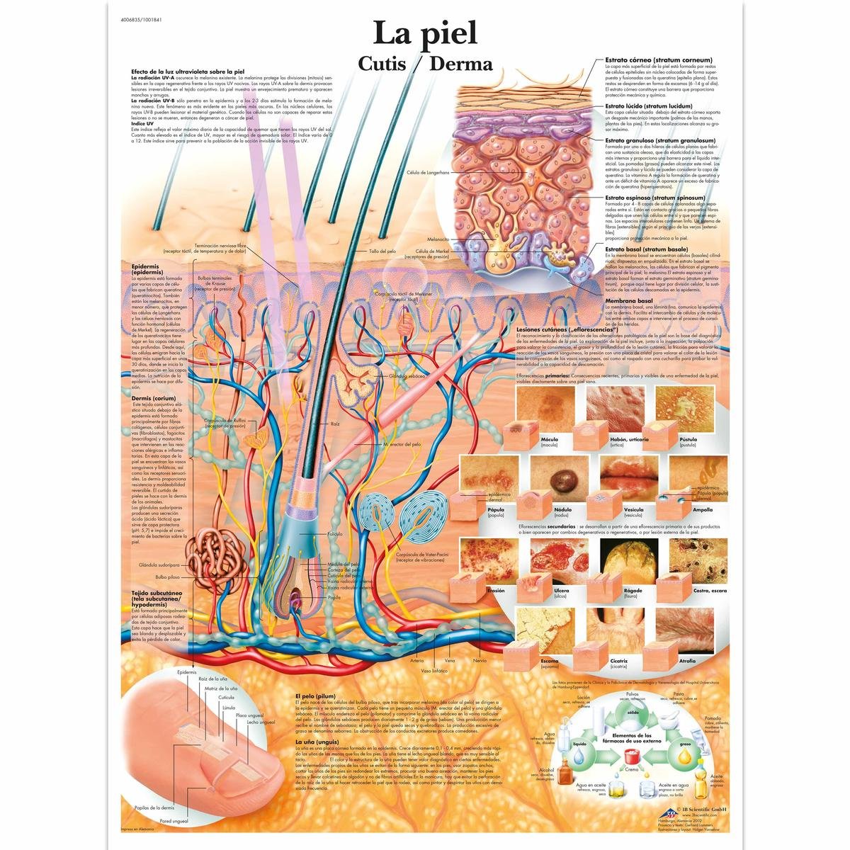 3B Scientific Printed in Paper, The Skin, 3B Scientific VR3283L Glossy UV Resistant Laminated Paper La Piel Anatomical Chart (The Skin Anatomical Chart, Spanish), Poster Size 20" Width x 26" Height, 1