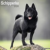 Schipperke 2026 Calendar | Square Wall Calendar | Dog Breed Gift | Plastic Free Packaging | by Avonside Publishing