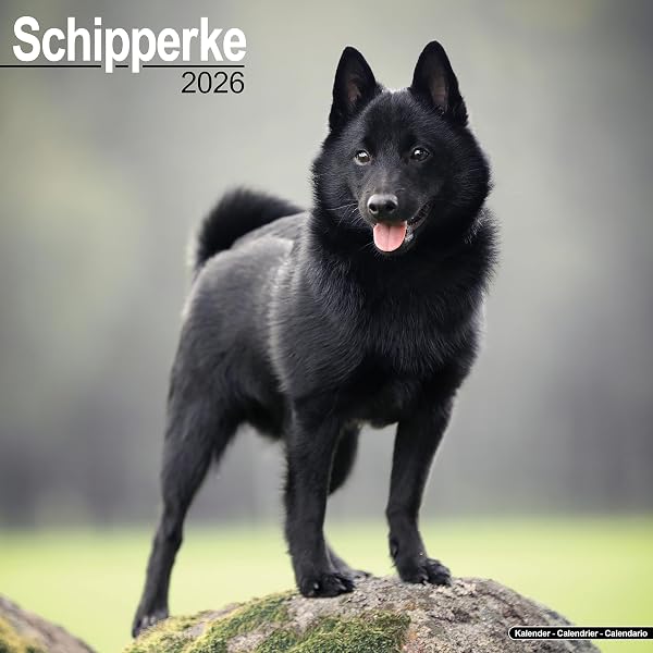 Norwegian Elkhound Dog Breed 2026 Wall Calendar - 12x24 Inch Full Size, Made In USA