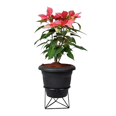 D&V ENGINEERING - Creative in innovation Metal Plant Pot Stand (Black)