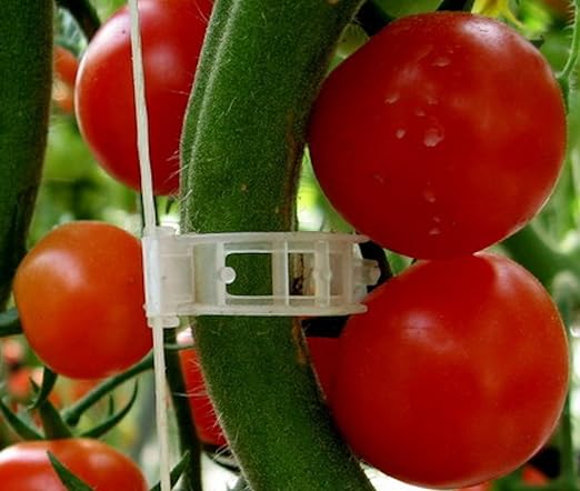 Planta Clips Apoyo tomates, pimientos, Vine Plantas y Flores para ...