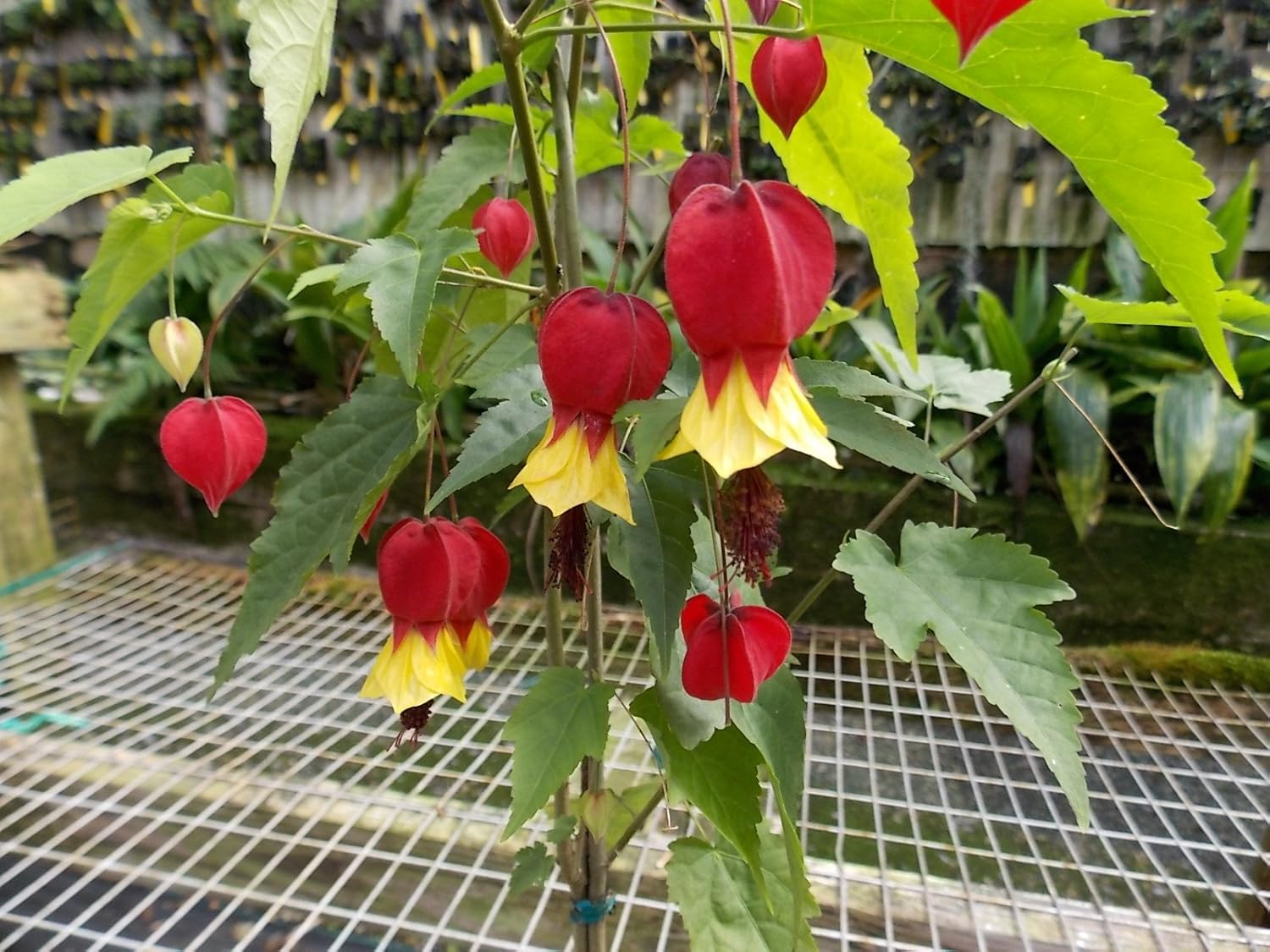 Amazon.com : Kawamoto Orchid Nursery Abutilon Megapotamicum -Chinese