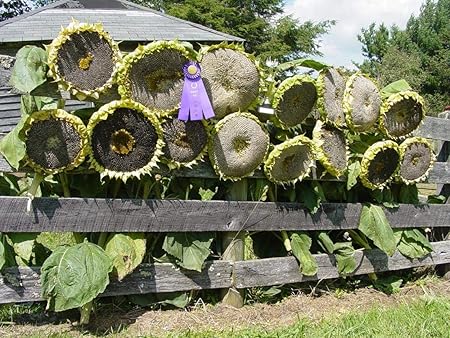 Mongolian Giant Sunflower Seeds 