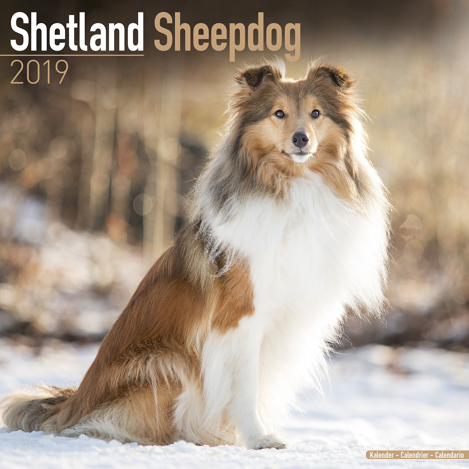 Amazon | Shetland Sheepdog Calendar 2019 (Square) | Avonside Publishing Ltd  | 輸入版カレンダー