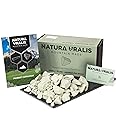 Natura Uralis Ural Clay | 35oz Natural Clay, Pastel to Verdant Green - Amazing Crunch, Satisfying Earthy, Velvety and Firm Texture, ASMR Sensation
