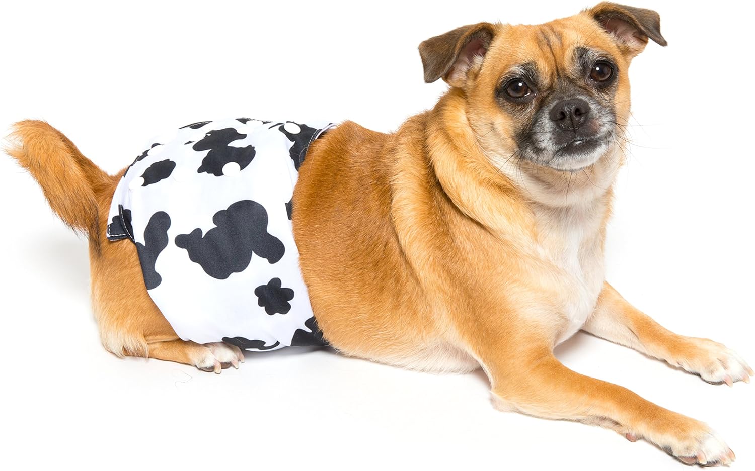 wegreeco belly bands