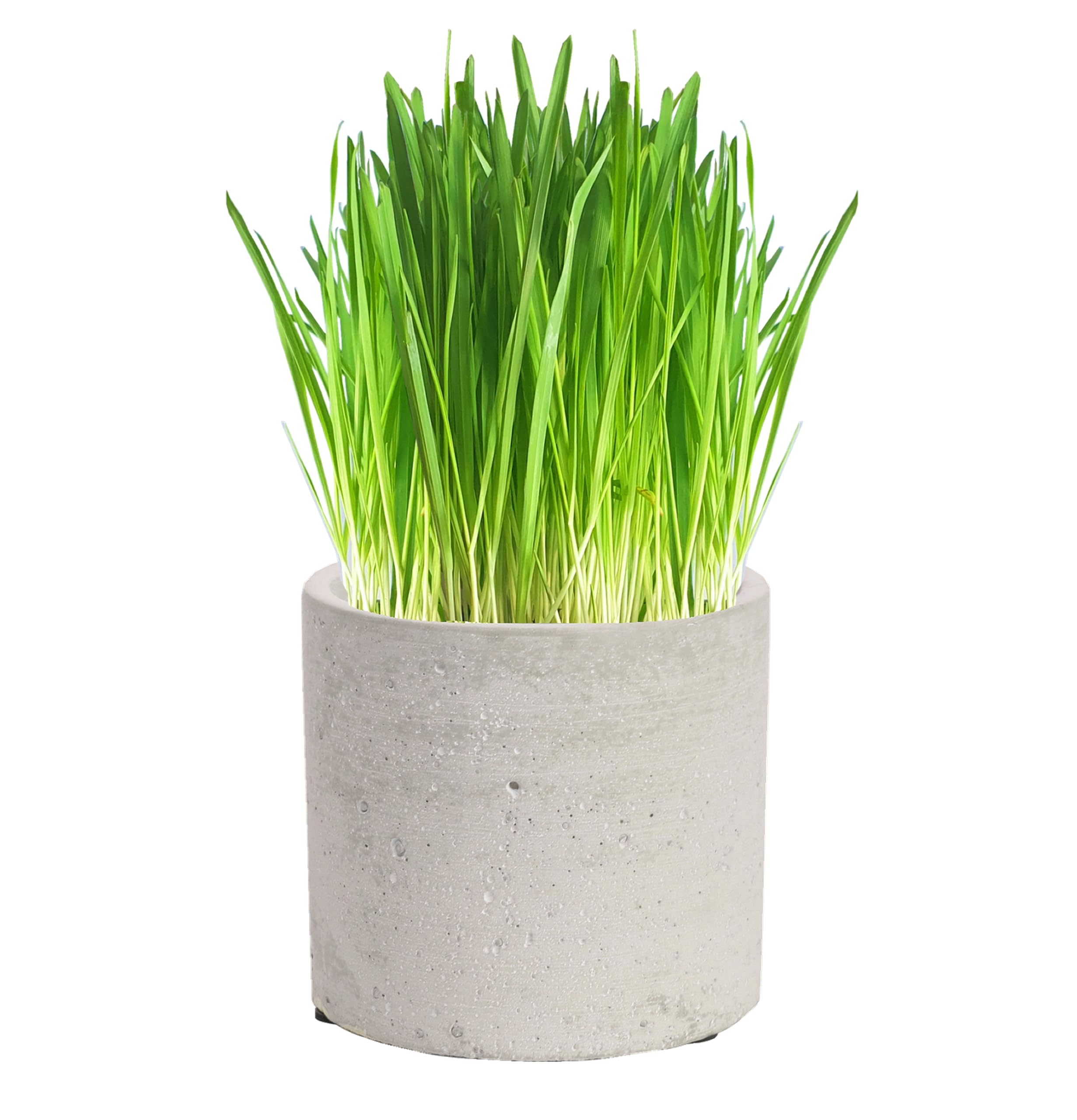 Cat FurNature - Luxury Cat Grass Pots and Growing Kits (Concrete Round) โ image 1