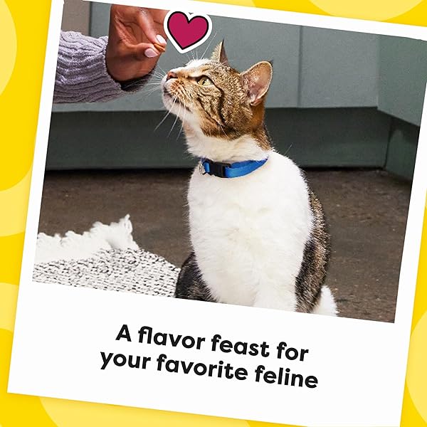 TEMPTATIONS CAT TREATS, CLASSIC CRUNCHY AND SOFT CAT TREATS, CATNIP FEVER FLAVOR, CATNIP TREATS, 16 OZ. TUB
