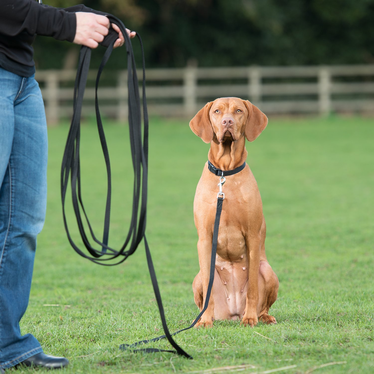 Long leash for puppy training Clearance