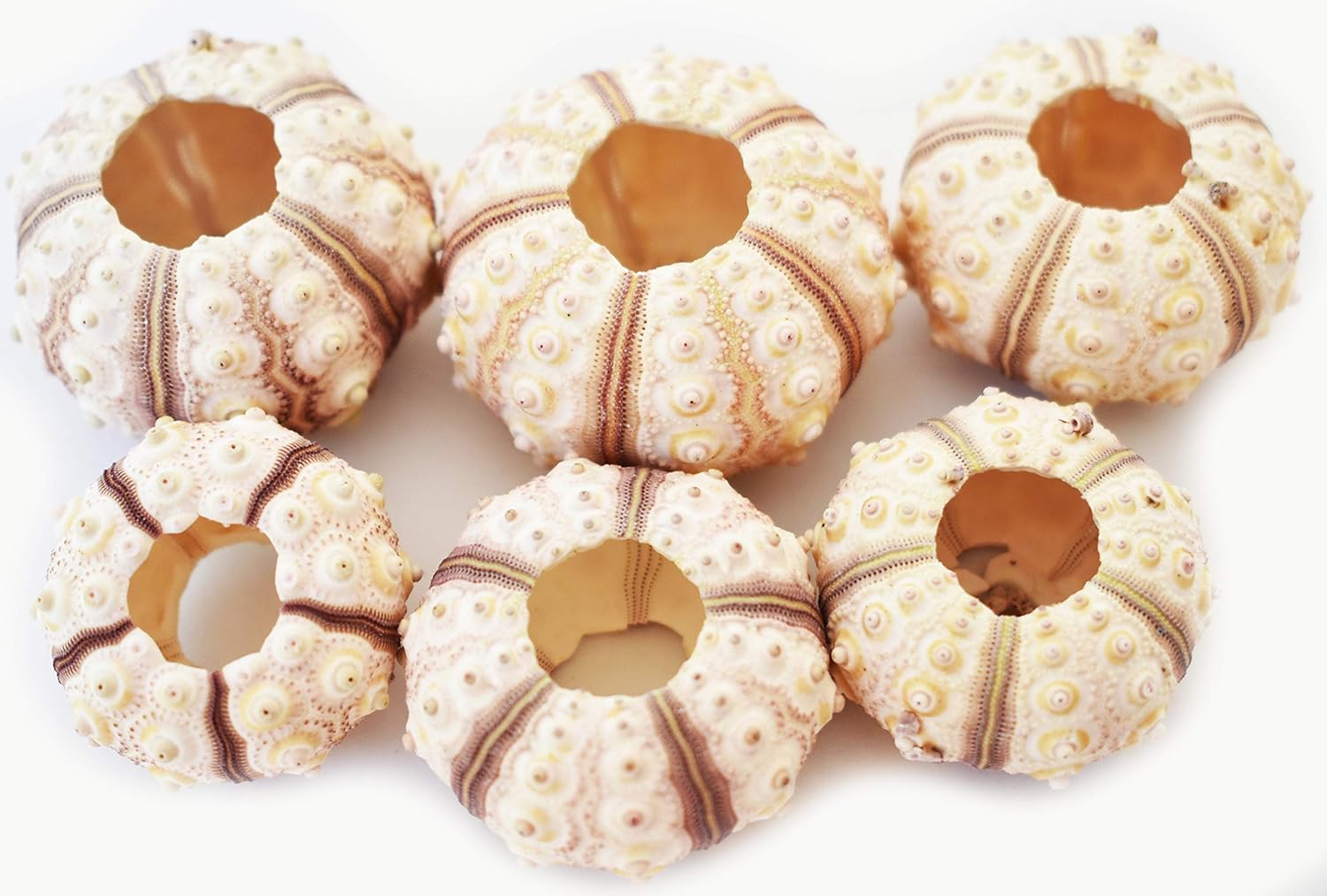 Amazon Com Set Of 6 Sputnik Sea Urchin Shells 1 1 75 Beach