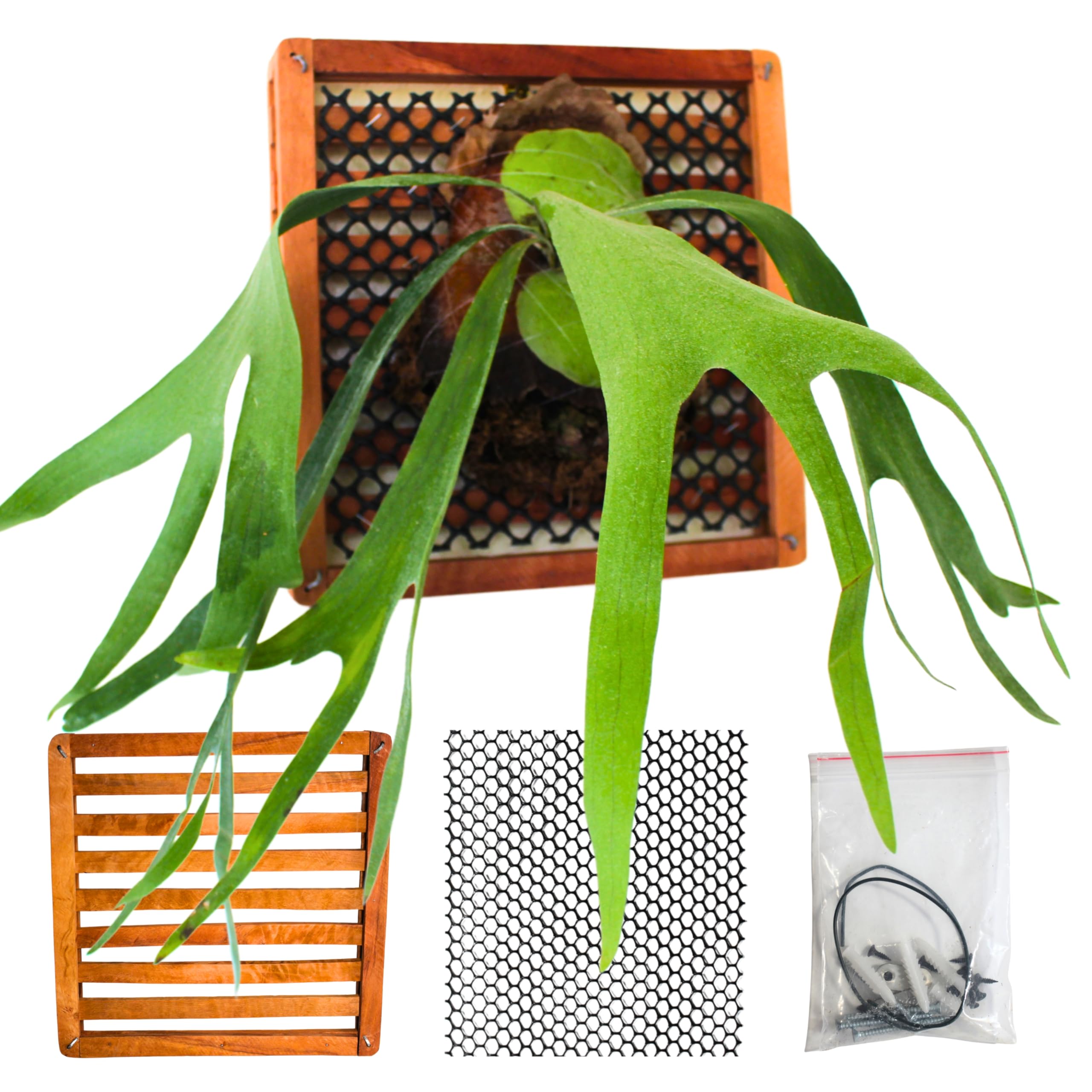 Photo 1 of DESQUIGGLE Staghorn Fern Mounting Kit, 2 x 12 Inches Square Wooden Mounting Blocks, Air Plants Frame, Orchid Mount