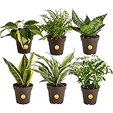 Costa Farms Live House Plants (6 Pack), Easy to Grow Live Indoor Houseplants, Grower's Choice Air Purifier Set, Potted in Ind