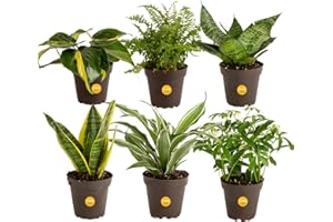 Costa Farms Live House Plants (6 Pack), Easy to Grow Live Indoor Houseplants, Grower's Choice Air Purifier Set, Potted in Indoors Garden Plant Pots, Potting Soil, Housewarming Gift, Home or Room Decor