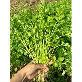 1000+ Premium Cilantro Seeds &ndash; Ng&ograve; R&iacute;, Coriander, Chinese Parsley &ndash; Non-GMO, Heirloom, 99% Germination Rate &ndash; Easy to Grow Herb Seeds for Yard &amp; Garden