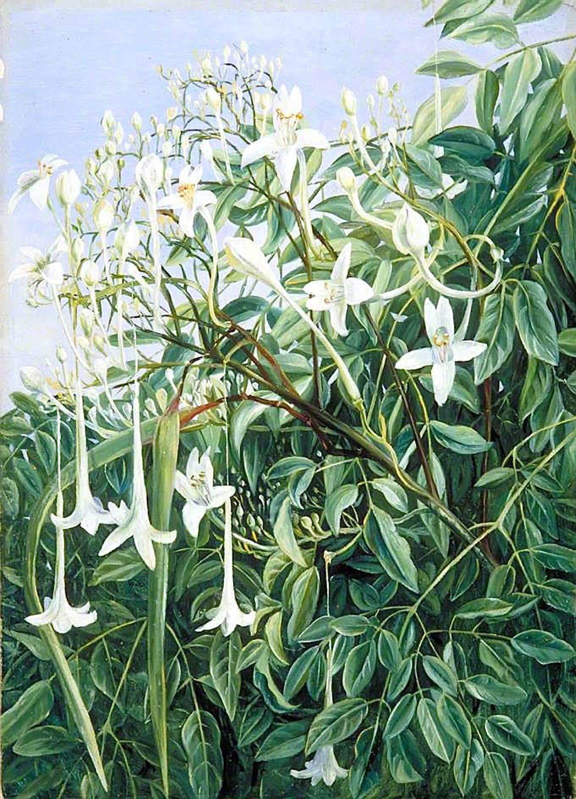 Marianne North Foliage, Flowers and Fruit of Millingtonia hortensis 1878 Royal Botanic Gardens, Kew 30" x 22" Fine Art Giclee Canvas Print (Unframed) Reproduction