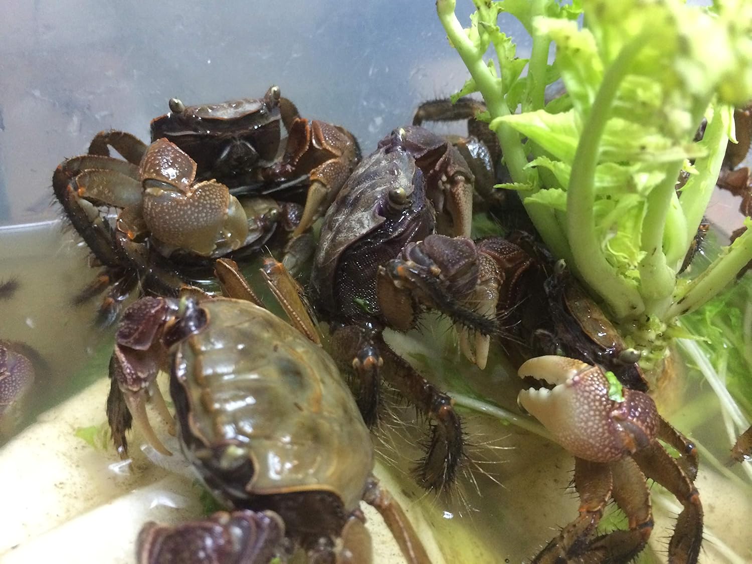 Amazon クロベンケイガニ 3匹 アクアコレクション 観賞魚 水中生物 通販