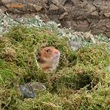 Niteangel 5L Forest Moss Bedding Nesting for Small Animals Hamsters Gerbils view 4