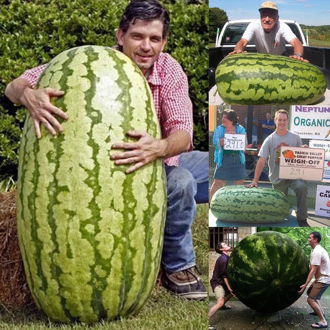 Самый большой в мире арбуз 135 кг. Огромный арбуз. Сколько весит самый большой арбуз в мире. Арбуз русский размер f1. Сколько весит самый большой арбуз в мире.