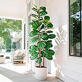 Large Artificial ficus Tree Tall Faux Plastic Plants Flowers Indoor Outdoor Realistic Floor Plant Fake Fiddle Leaf fig Trees for House Home Living Room Office Front Porch Modern Farmhouse Decor