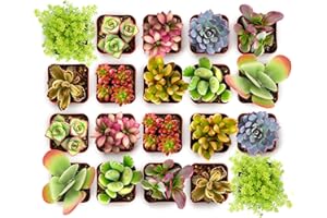 Shop Succulents Endless Summer Succulent Pack Collection - Live Mini Succulent Plants, Low Maintenance, Colors & Textures - Wedding and Party Favors, Gift & Garden, Pack of 20