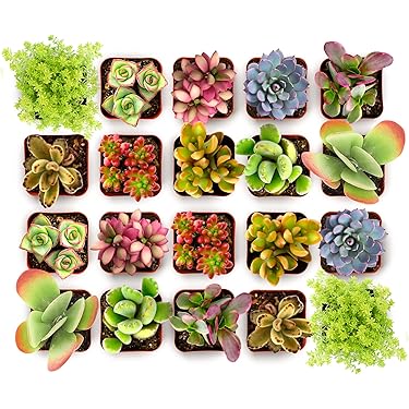 Amazon Best Sellers: Best Cacti & Succulent Plants