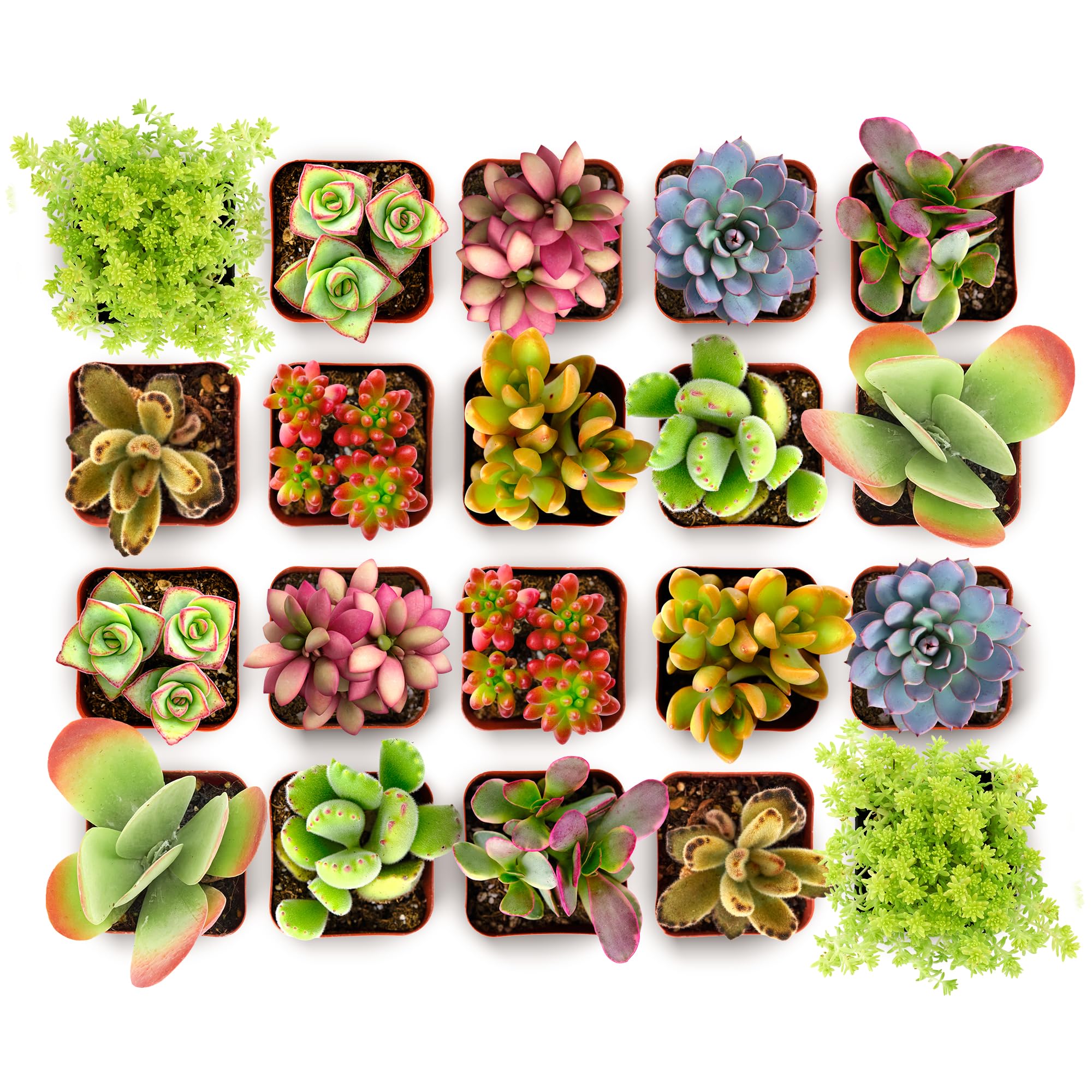 Photo 1 of **ONLY 9 PLANTS ARE LIVE** Shop Succulents Endless Summer Succulent Pack Collection - Live Mini Succulent Plants, Low Maintenance, Colors & Textures - Wedding and Party Favors, Gift & Garden, Pack of 20