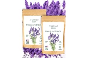 ANGRYANT Lavender Seeds for Planting Herb Garden - Heirloom, Non-GMO Seeds - Pack Includes 1200 Seeds Suitable for Indoors, Outdoors and Hydroponic - Easy to Grow Medicinal Herb Garden - 100% USA Grown