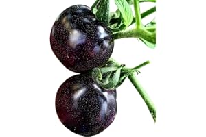 20 Seeds Purple Cherry Tomato Organic Fruit Vegetable Plant