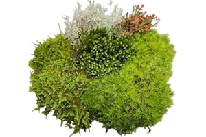 Tin Roof Treasure Super Fairy Garden Assortment Moss and Lichen for Terrarium, 6"x9" Bag