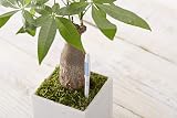 SUStee Watering Indicator Set of 5 Large Black - Smart Plant Hydration view 6