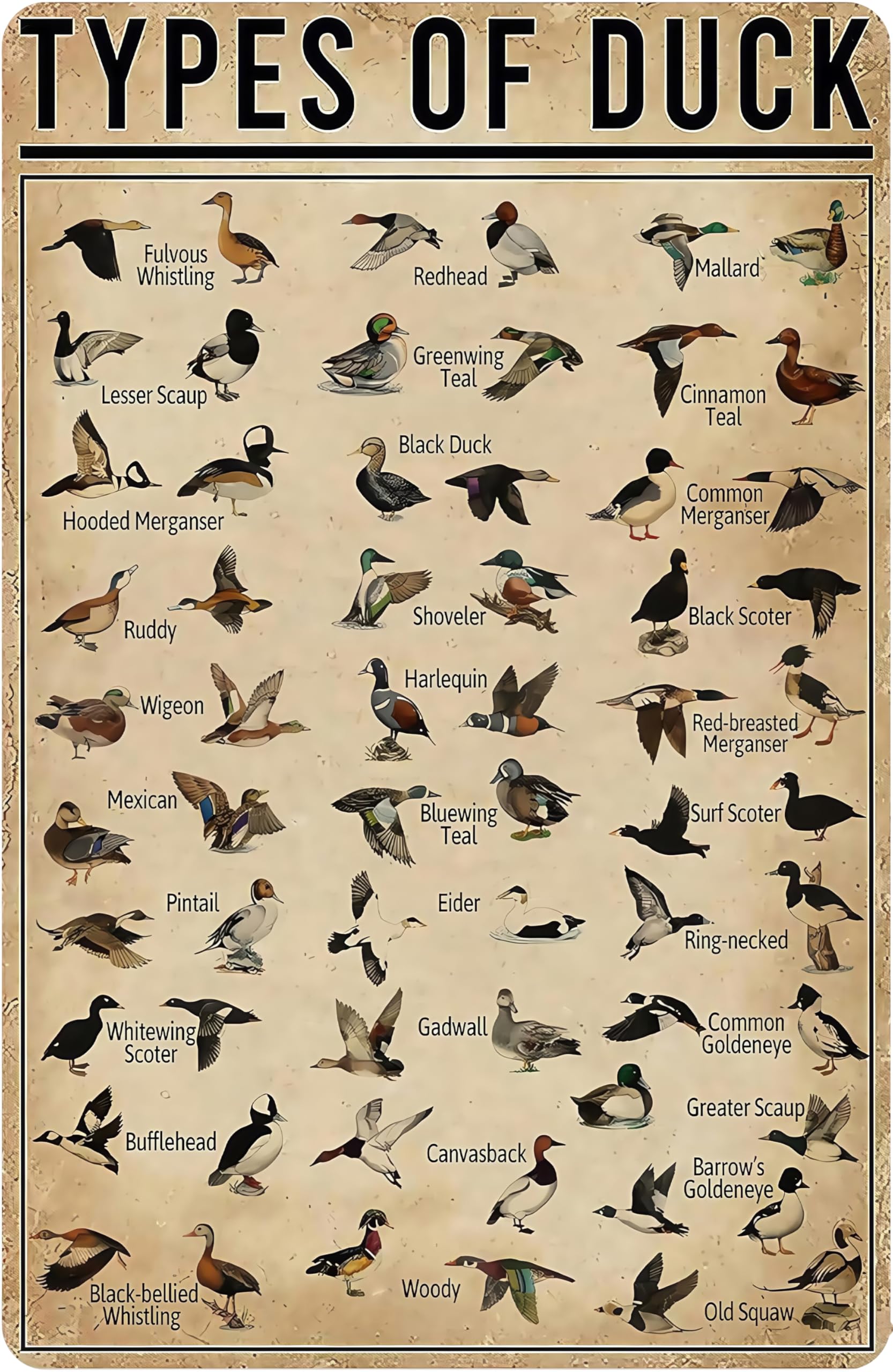 Photo 1 of Smilelife Duck Gifts Types of Duck Vintage Tin Sign for Home Office Farmhouse Man Cave Hunting Room Classroom Wall Art Decor 8x12 Inch (3269)