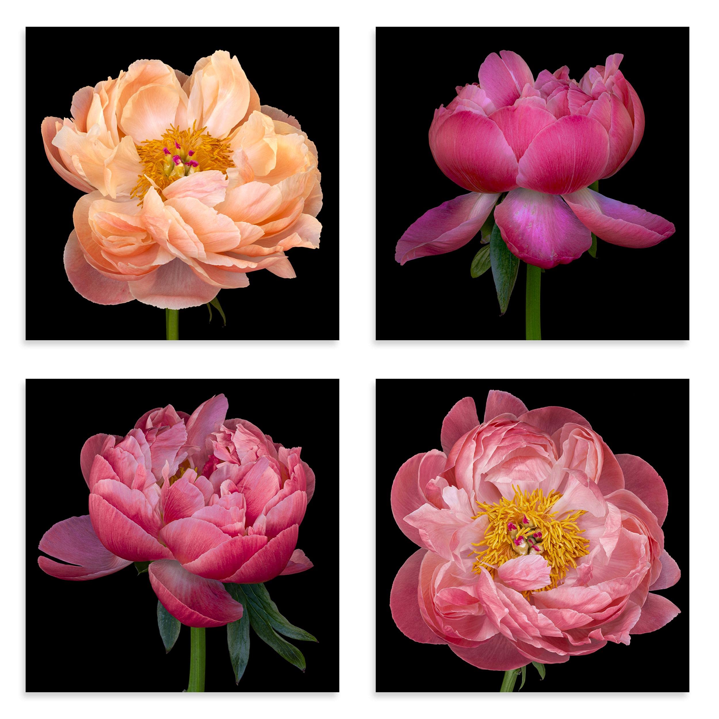 Kay Minter Luxury Greeting Cards - Peony Flower Art on Black - Selection Pack of 4 with Envelopes - Blank Inside