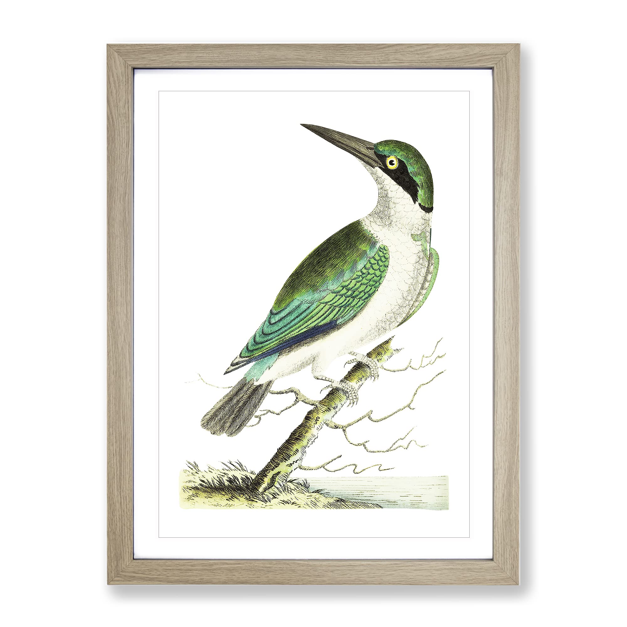 Green Headed Kingfisher By George Shaw Vintage Framed Wall Art Print, Ready to Hang Picture for Living Room Bedroom Home Office Décor, Oak A4 (34 x 25 cm)