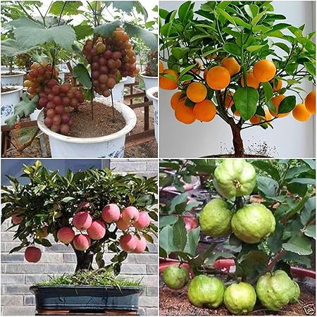Creative Farmer Bonsai Suitable Fruit Seeds Combo of Apple, Grapes, Guava, Orange -5 Seeds Each