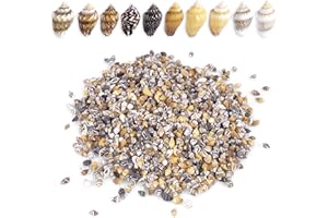 PPCLION 2000 PCS Tiny Mini Small Sea Shells for Crafting Spiral Conch Shells for Crafts Charms for Home Decorations Candle Decor DIY Fish Tank and Beach Vase Filler