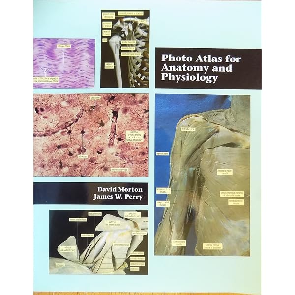 An Atlas of Histology: 9780387949543: Medicine & Health Science