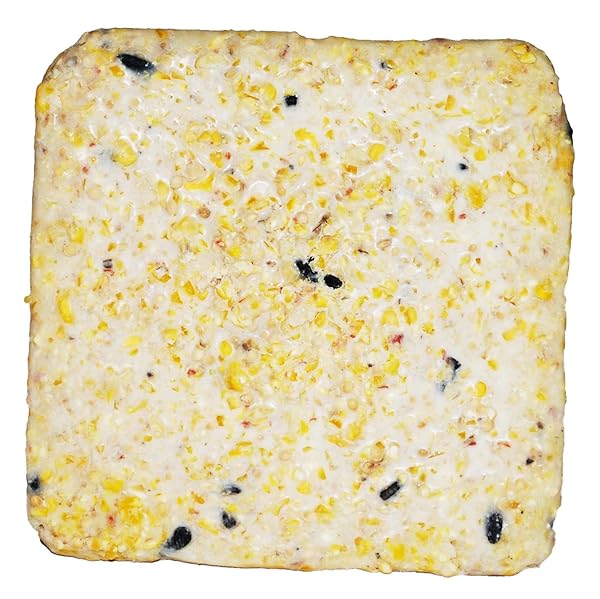SUET CAKE 12 PACK | CASE OF 12 SUET CAKES FOR WILD BIRDS (WOODPECKER HIGH ENERGY)