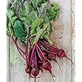 Burpee Detroit Dark Red Medium Top Beet Seeds 1000 seeds