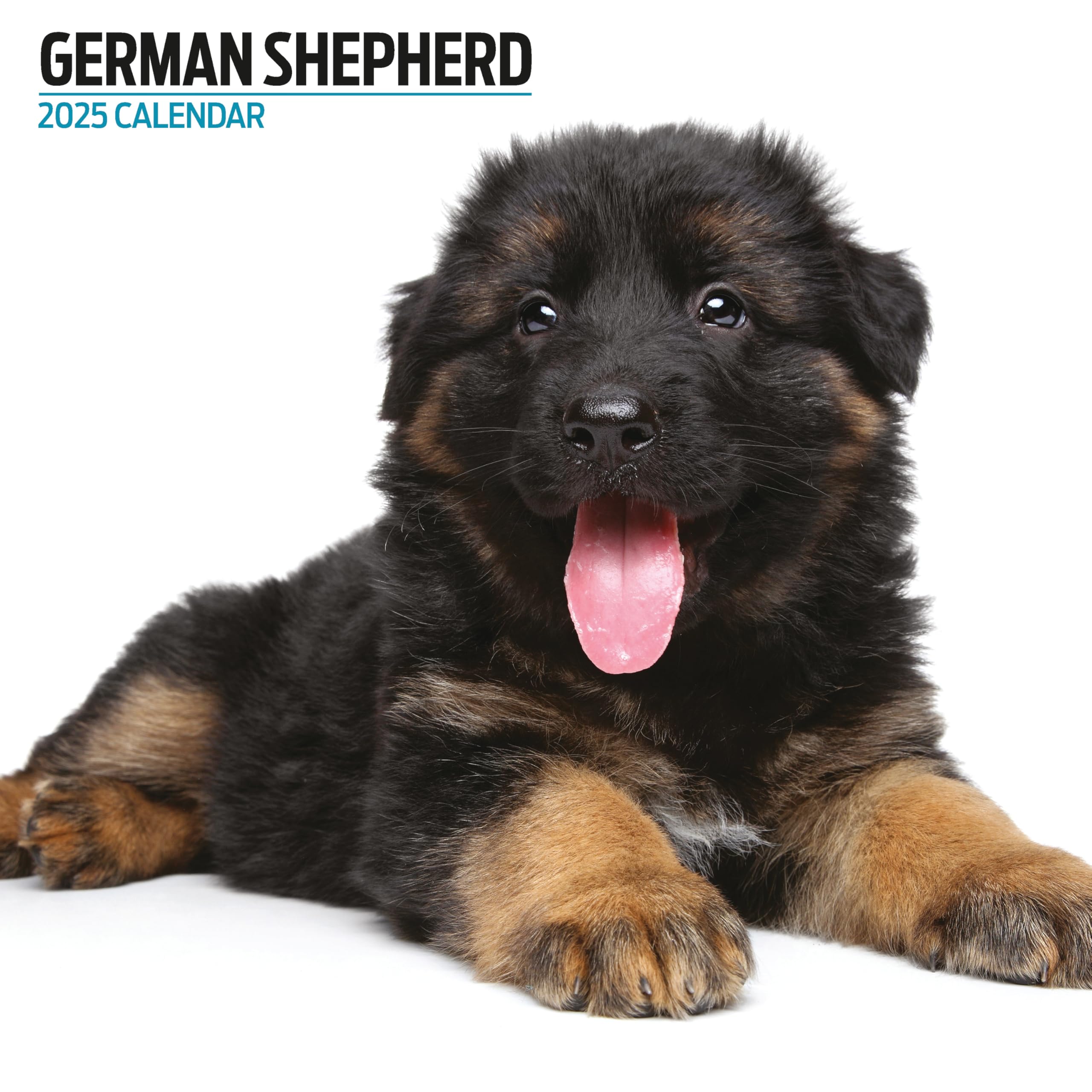 German Shepherd 2025 Modern Calendar