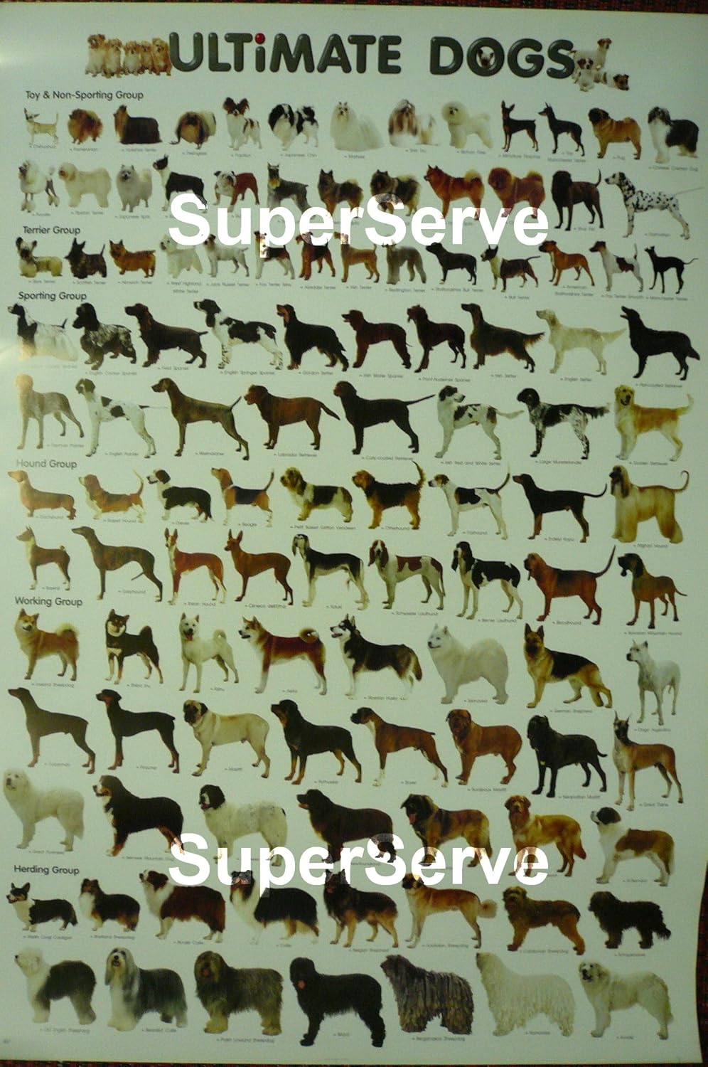 1 Sheet ULTIMATE DOGS Breeds Chart Educational POSTER 21.5x31 Inches