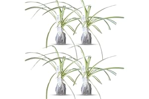 DAISY SHIP Healthy Spider Plant - Easy Care, Air-Purifying Houseplant (4 Spider sacs)