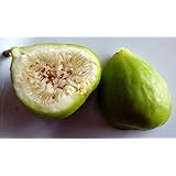 Lemon Italian Honey Fig Plant - Lattarula - 4" Pot