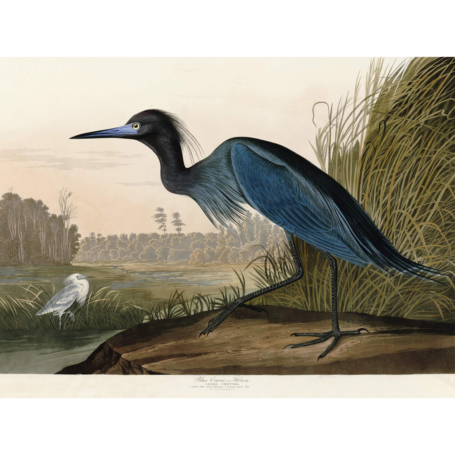 Artery8 Audubon Birds America Blue Crane Premium Wall Art Canvas Print 18X24 Inch