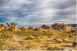 ZATIASMILLER Desert Reptile Tank Background National Park Arid Barren Cactus Sandstone Reptile Enclosure Background Joshua Trees Shrubs Plants Oasis Gobi Aquarium Background Jungle Mountain Tank Poster 36x18in