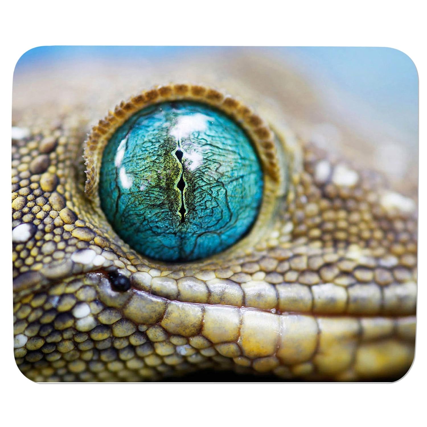Grab Deal Mouse Pad Crocodile Eye For Gaming Pc Mp 0419 Buy Grab Deal Mouse Pad Crocodile Eye For Gaming Pc Mp 0419 Online At Low Price In India Amazon In