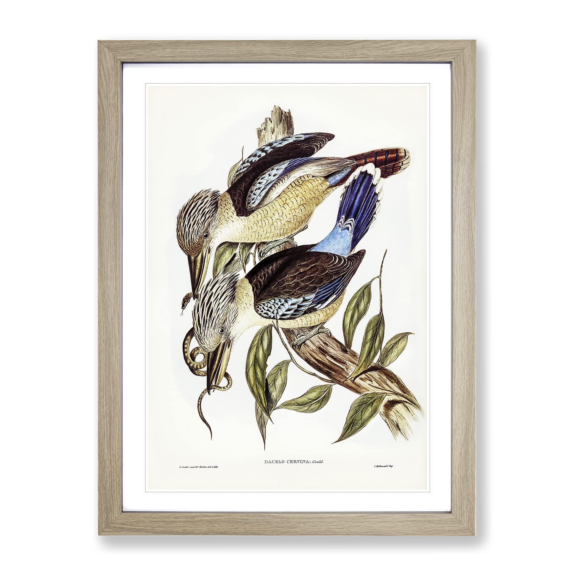 Fawn Breasted Kingfishers By Elizabeth Gould Vintage Framed Wall Art Print, Ready to Hang Picture for Living Room Bedroom Home Office Décor, Oak A4 (34 x 25 cm)