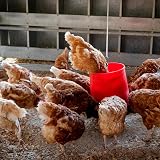 Copdock Mill Whole Wheat Chicken Feed 20kg UK Poultry Food Natural view 5