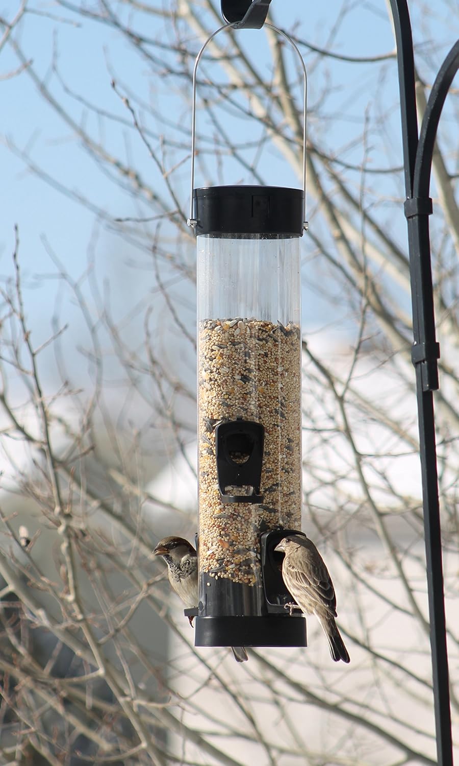 Amazon Com More Birds Bird Feeder With 1 5 Lb Bird Seed Capacity