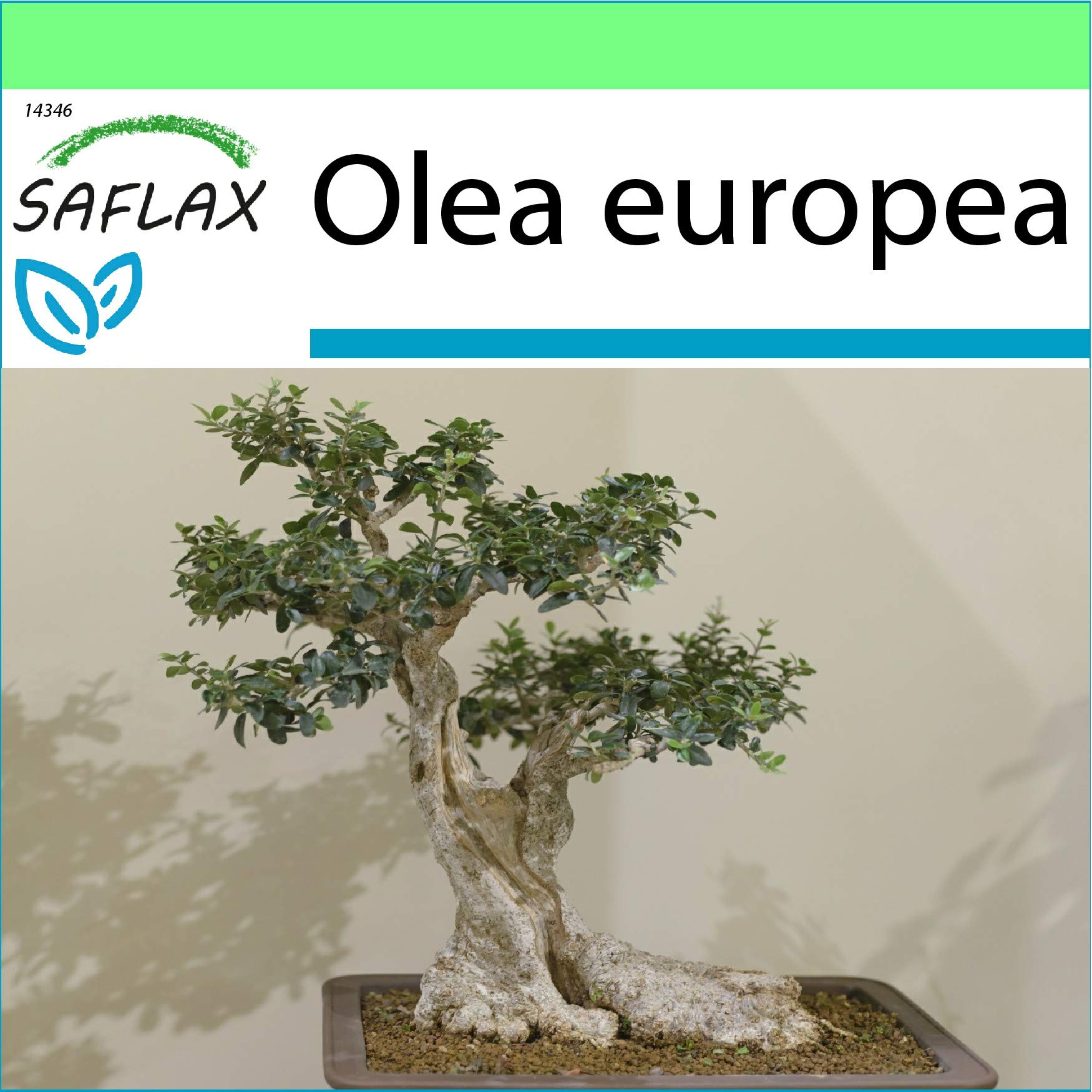 Saflax Bonsai Common Olive 20 Seeds Olea Europea | Desertcart Gambia